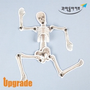 인체 모형 만들기-골격 10인용/딱과/실험키트