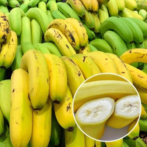 싱그린영농조합 필리핀 바나나 8kg[1개]
