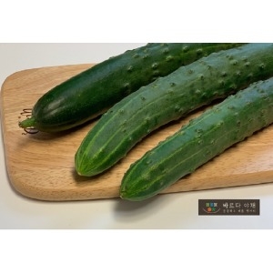 바르다야채  수분가득 취청오이 특 1kg