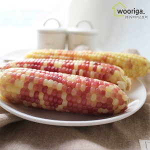 우리가스토리 탱글탱글 홍찰 냉동 삶은 찰옥수수 16~18cm 28개입