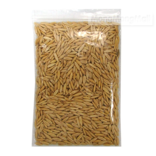 APS 캣그라스 씨앗-꿈쟁이플라워캔