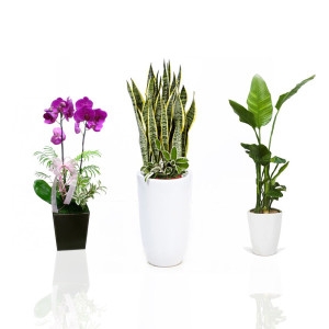 젠틀맨플라워  타이페이 ow-4048 동양난