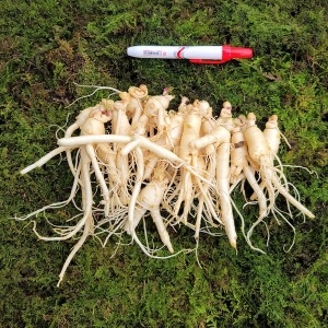 4~6년근 뿌리 파삼 750g