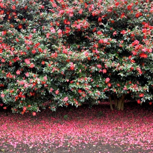 제주 카멜리아힐 입장권