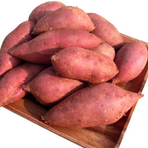 아빠의마음  햇 꿀 밤고구마 랜덤과 10kg