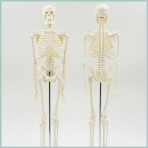 인체 골격 모형 45cm R 골격축소 모형