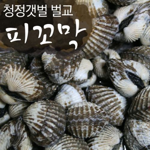 산지  명가일품 보성 벌교여자만 피꼬막  / 직송 .
