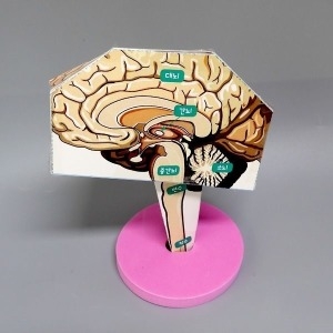 뇌의 구조 만들기 뇌전개도 중추신경계 4인세트