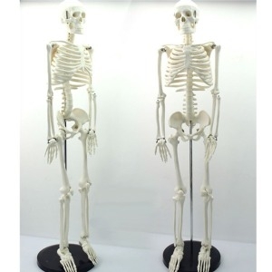 토이사이언스 인체 골격 모형 85cm  뼈구조 축소모형 ENOVO사   인체 골격 모형 85cm  뼈구조 축소모형 ENOVO사