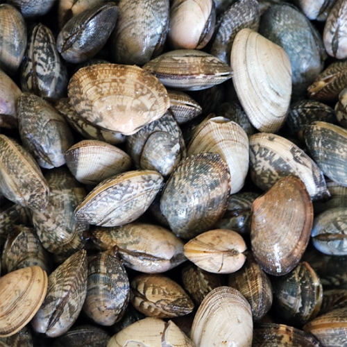 하전바지락  고창 하전갯벌 참 바지락 17kg