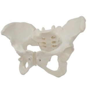 인체 여성 골반모형R 교구 수업 관찰 교육