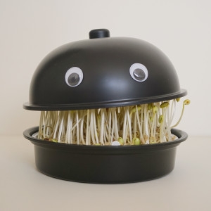 집에서 콩나물 키우기 키트 세트 재배기 국산콩포함