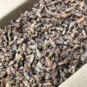 신건호멸치  상급 국산 꼴뚜기 1kg 술안주 건조꼴뚜기 마른꼴뚜기