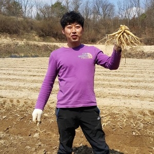 금산수삼시장 오쿠달삼용 콩난발인삼 500g