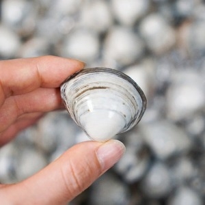 동죽조개 물총조개 3kg