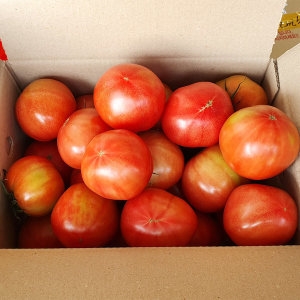 용이다팜 찰토마토 랜덤과 5kg