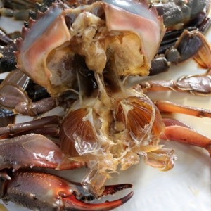 21세기푸드  2대 비법으로 만든 돌게장 간장게장 2.5kg