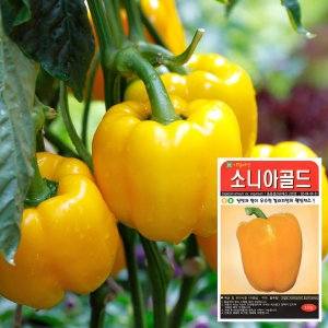 화분월드 소니아골드 씨앗  10립   피망 파프리카 채소씨앗
