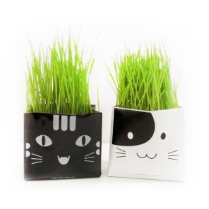 오드리캣 아삭아삭 캣그라스