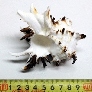 하나아쿠아  일급수  성게소라 /수족관 장식 조개 어항 장식용품 수조 소라껍데기 산호 가리비 따개비