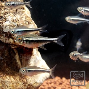 블랙 네온 테트라