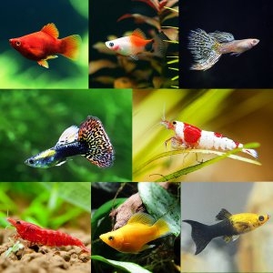 풍선몰리 화이트