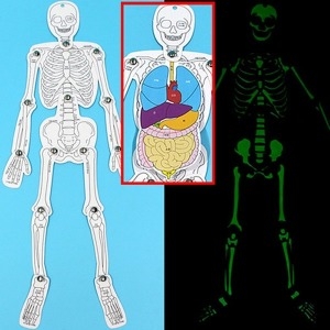 SA 야광 인체골격과 장기모형