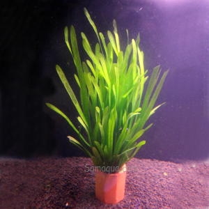 카즈미  발리스네리아/포트 수초/수조/어항/수족관 장식용품/중후경 수초/초보자용 수초