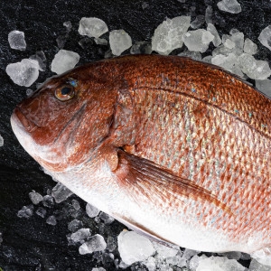 GFresh  통영 손질 참돔 한마리 생선 회 2kg내외 국내산 통영직송