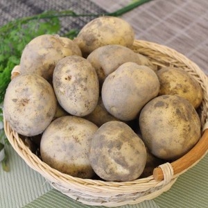 햇감자(특) 20kg