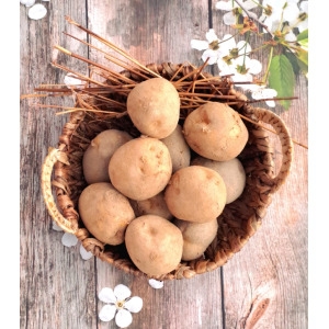 가락시장  찐여사 햇감자 대 5kg 23년 수확 하우스 햇감자