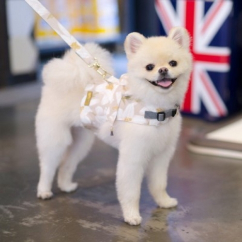 토토앤로이 릴리 베스트 하네스 (V012)