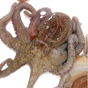 참다올  남해바다 돌문어 (내장제거) 1kg
