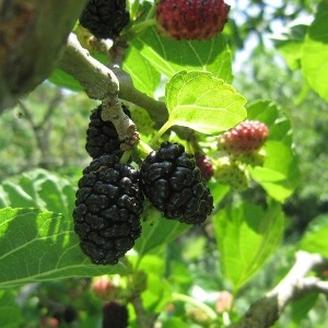 백운농원  오디 5kg 햇오디 씻을필요 없는 편리한 생과 3차선별 에어세척 냉동