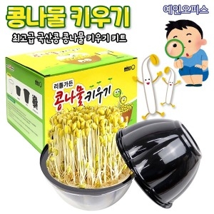 콩나물 키우기 키트 콩나물재배기 새싹 자연 관찰학습