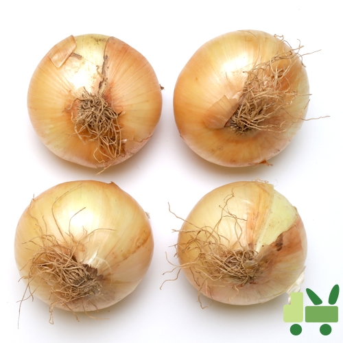 사라상회  1등 양파 17kg