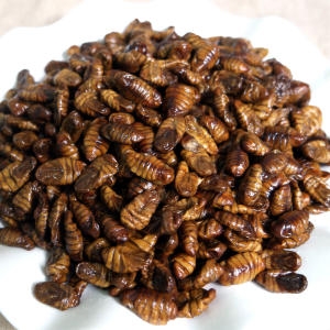 쪽빛누리  번데기 1kg