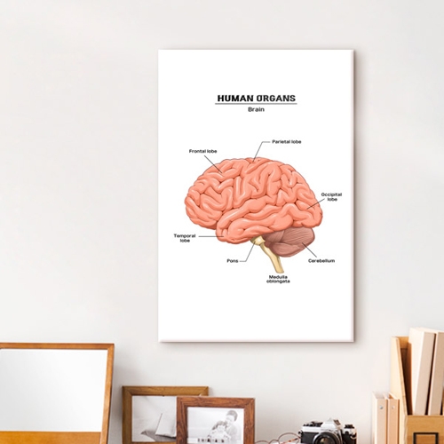 꾸밈  iy619-인체에대하여장기중형노프레임 노프레임액자 1358K