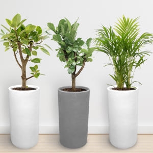 젠틀맨플라워  거실화분 개업화분 선물 실내인테리어식물 공기정화식물 미세먼지 제거 개업축하선물