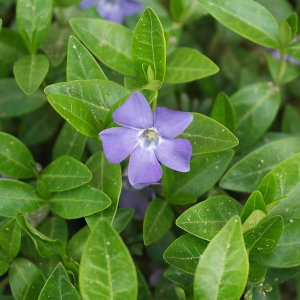 빈카마이너 x 10포트 야생화/모종/화분/꽃/식물